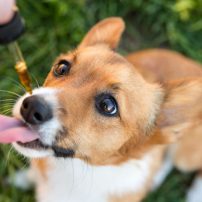 Get CBD Oil for Your Pets