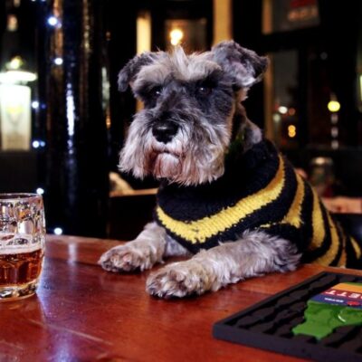 Guide to Richmond: The best dog-friendly pubs for you and your pooch