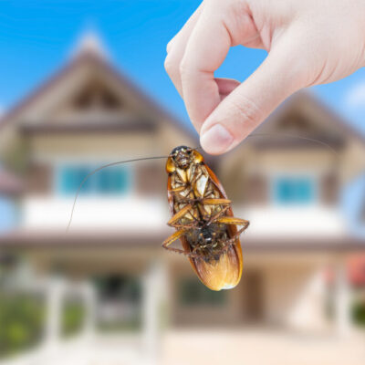 Common house bugs and how to get rid of them