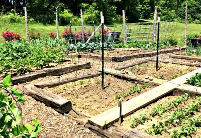 3 Tips For A More Successful Garden This Year